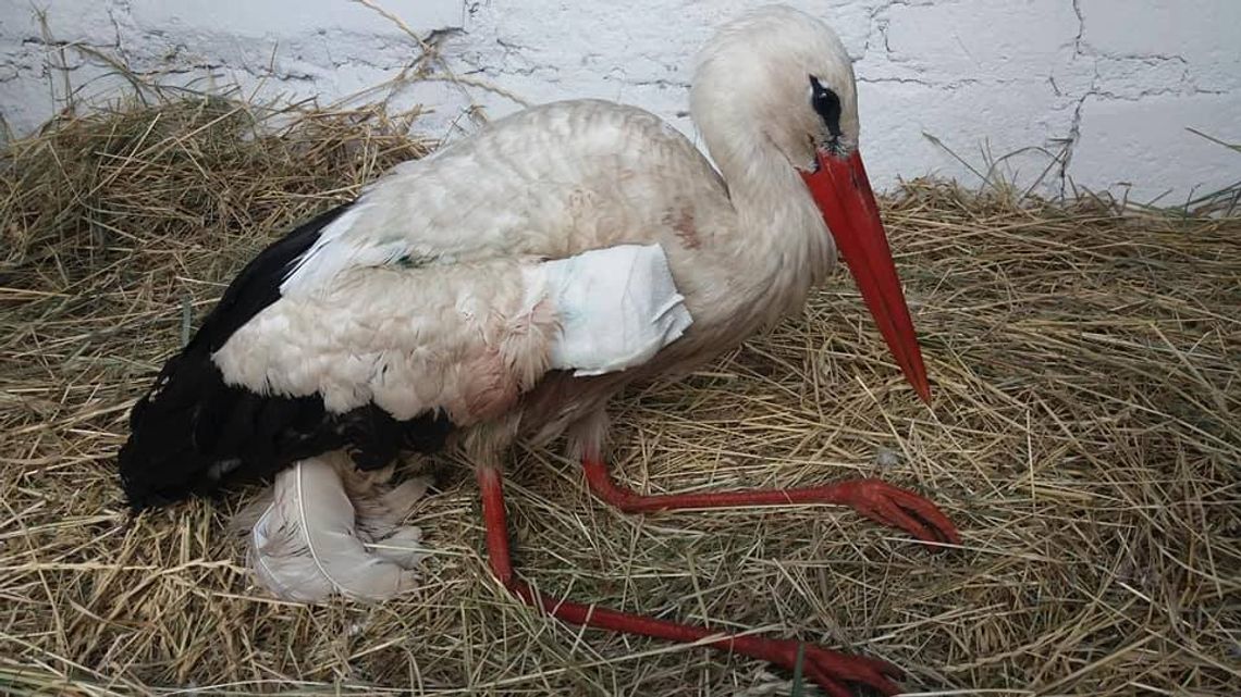 Kto odpowiada za pomoc rannym dzikim zwierzętom? RDOŚ wyjaśnia procedury Kto odpowiada za pomoc rannym dzikim zwierzętom? RDOŚ wyjaśnia procedury