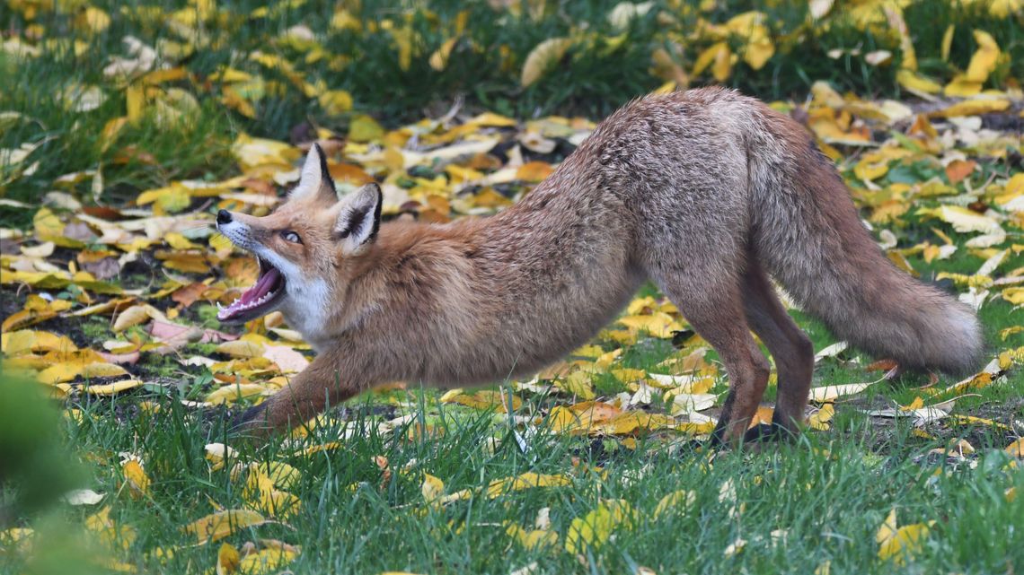 Kto przychodzi do ogrodu, czyli o fotografowaniu ziewającego lisa