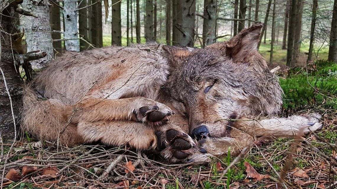 Kto strzela do wilków w rejonie Roztoczańskiego Parku Narodowego?