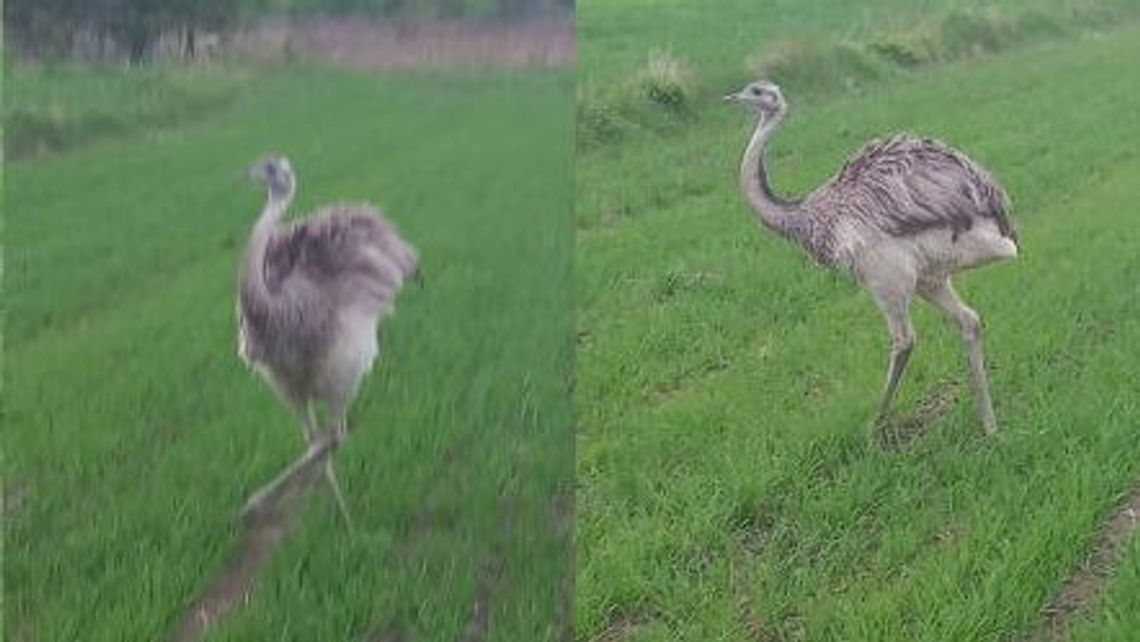 Kto widział strusia? Od kilku dni biega koło Mełgwi Kto widział strusia? Od kilku dni biega koło Mełgwi