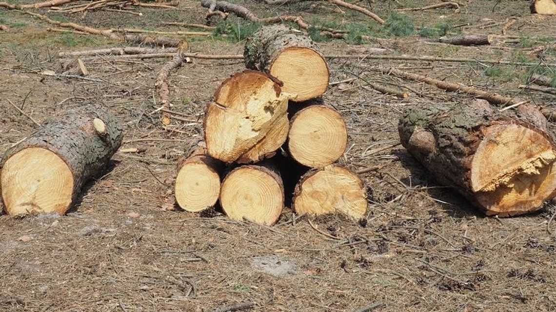 Kto wyciął las w Kaplonosach? Zniknęło 120 grabów, olch, osik i dębów Kto wyciął las w Kaplonosach? Zniknęło 120 grabów, olch, osik i dębów