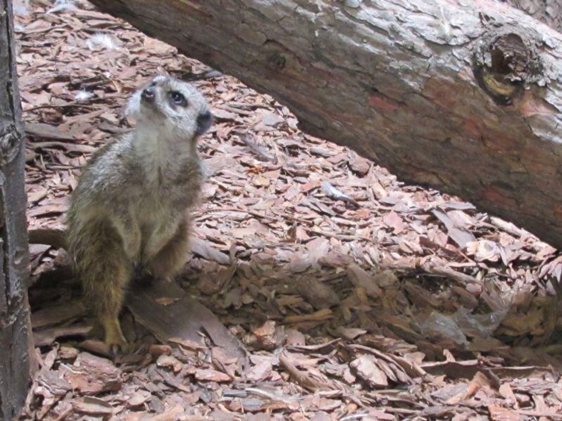 Kto wygra mecz otwarcia Euro 2012? Surykatka: Polska! Kto wygra mecz otwarcia Euro 2012? Surykatka: Polska!