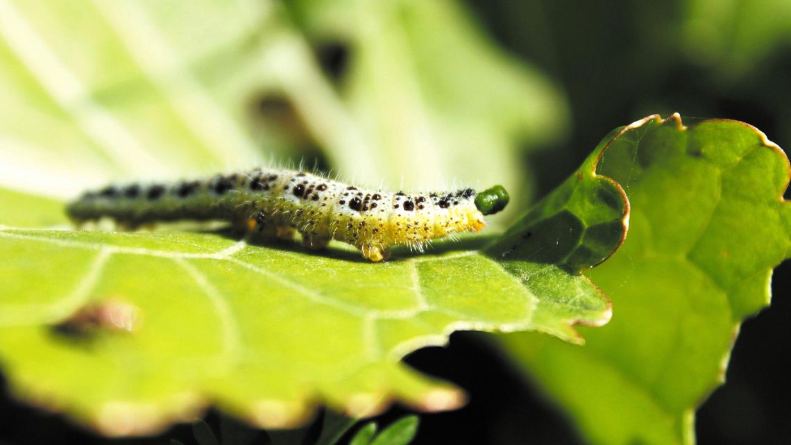 Które owady opłaca się jeść? Zaraz poznamy odpowiedź