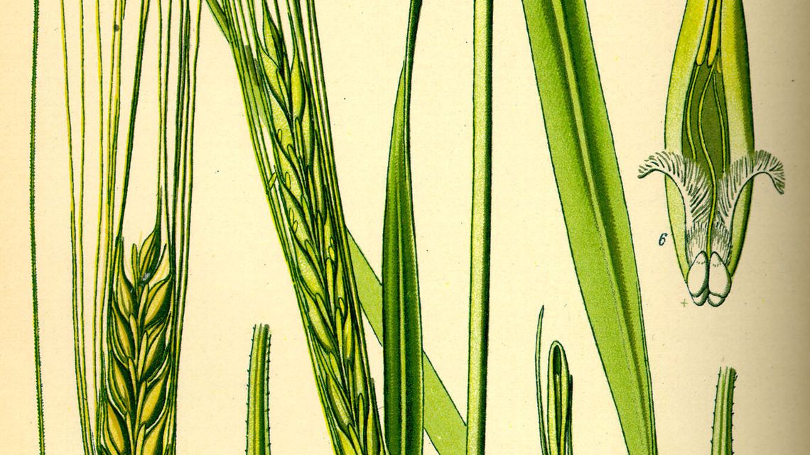 Który jęczmień jest twardzielem? Jest przewodnik dla rolników