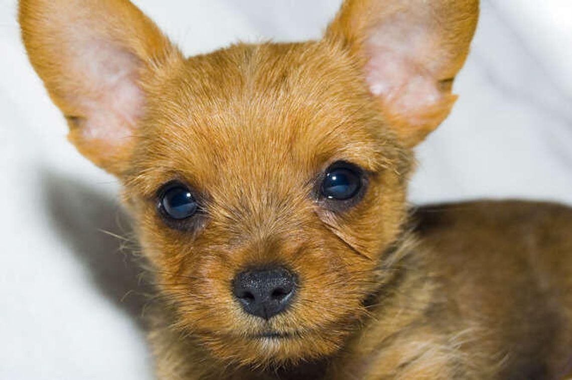 Który jest najsympatyczniejszy? W niedzielę w Lublinie konkurs dla kundelków Który jest najsympatyczniejszy? W niedzielę w Lublinie konkurs dla kundelków