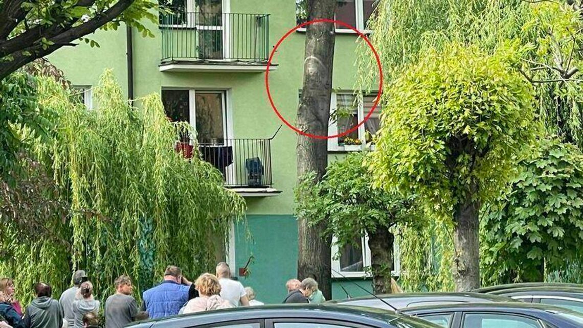 Ktoś chce zarobić na „cudzie w Parczewie”. Liść za 60 złotych