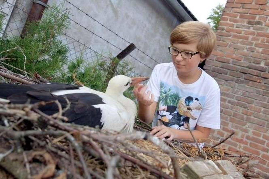 Ktoś musi się opiekować bocianami. Zwykły bohater Kamil Piwowarczyk