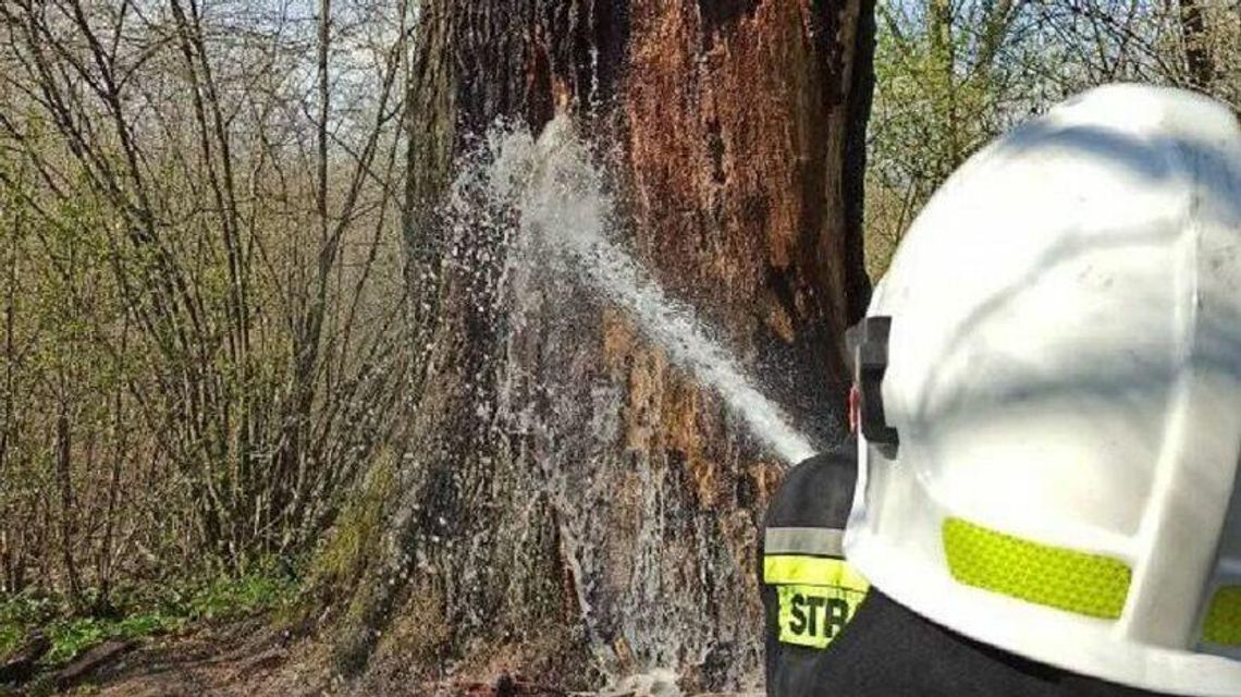 Ktoś podpalił dąb miłości. Gmina zleciła ekspertyzę 