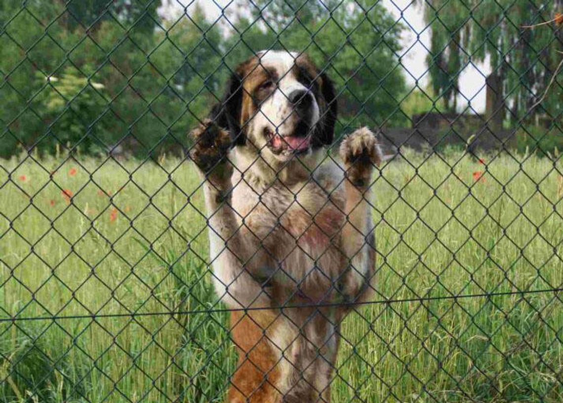 Ktoś porzucił bernardyna. Pies trafił do schroniska