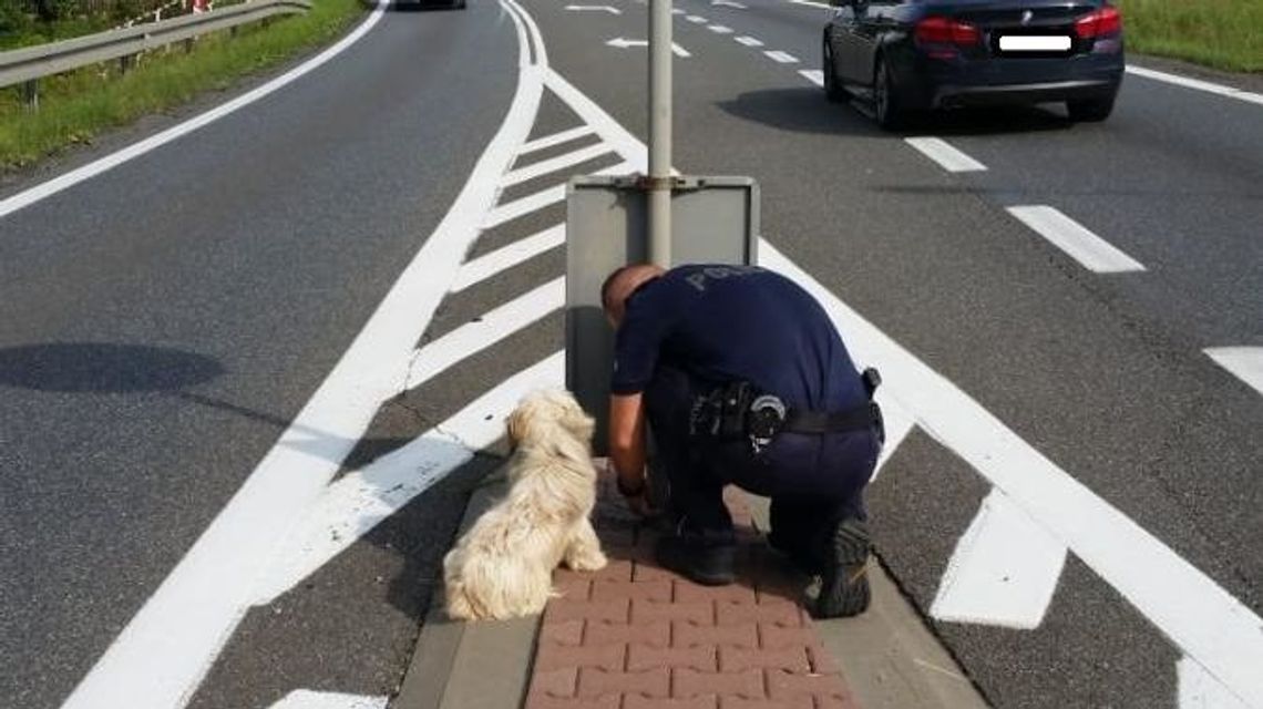 Ktoś przywiązał psa do znaku na środku ruchliwej drogi