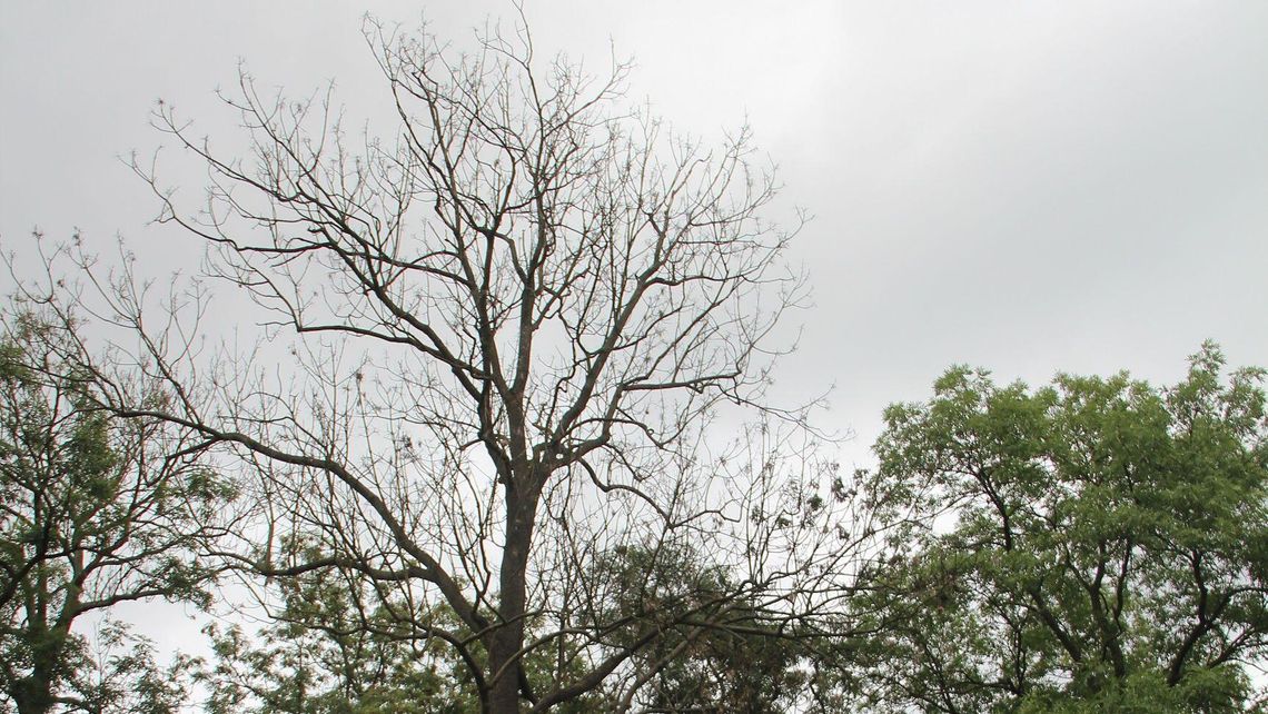 Ktoś truje drzewa na cmentarzu parafialnym. "Robi odwierty i wlewa chemię"