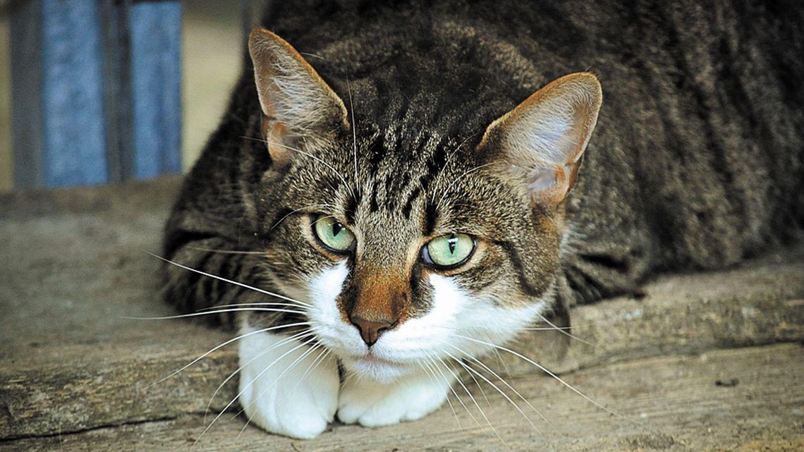 Ktoś truje koty w Radzyniu Podlaskim