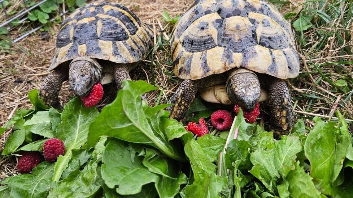 Ktoś ukradł żółwie w Elizówce. Za pomoc w ich odnalezieniu wysoka nagroda Ktoś ukradł żółwie w Elizówce. Za pomoc w ich odnalezieniu wysoka nagroda