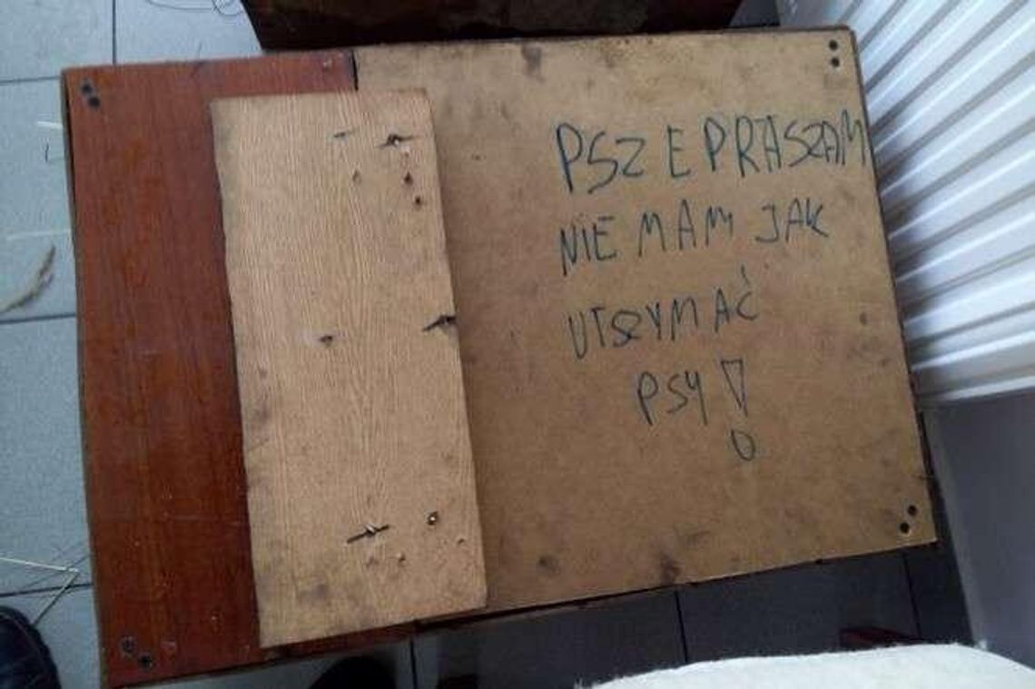 Ktoś upchnął psy w skrzynki zrobione z mebli. Podrzucił je pod bramę schroniska Ktoś upchnął psy w skrzynki zrobione z mebli. Podrzucił je pod bramę schroniska
