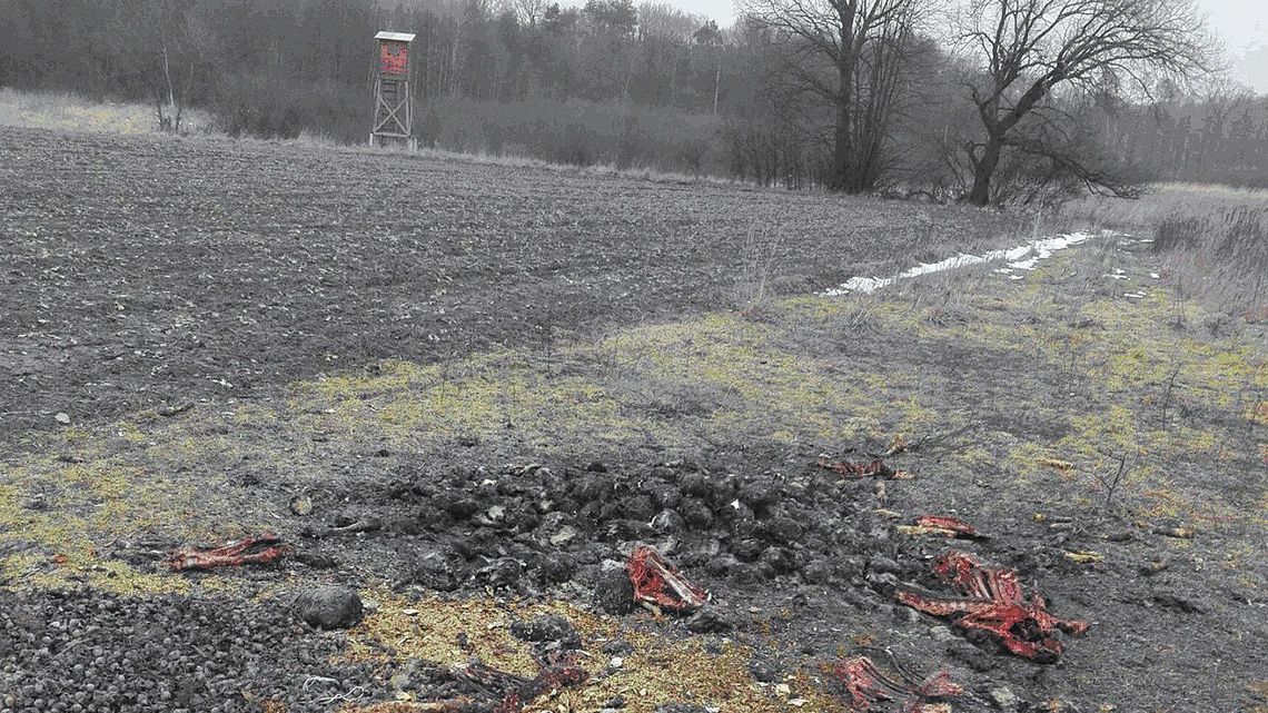 Ktoś wyłożył kości dzików niedaleko myśliwskiej ambony. Bezmyślność w czasach ASF