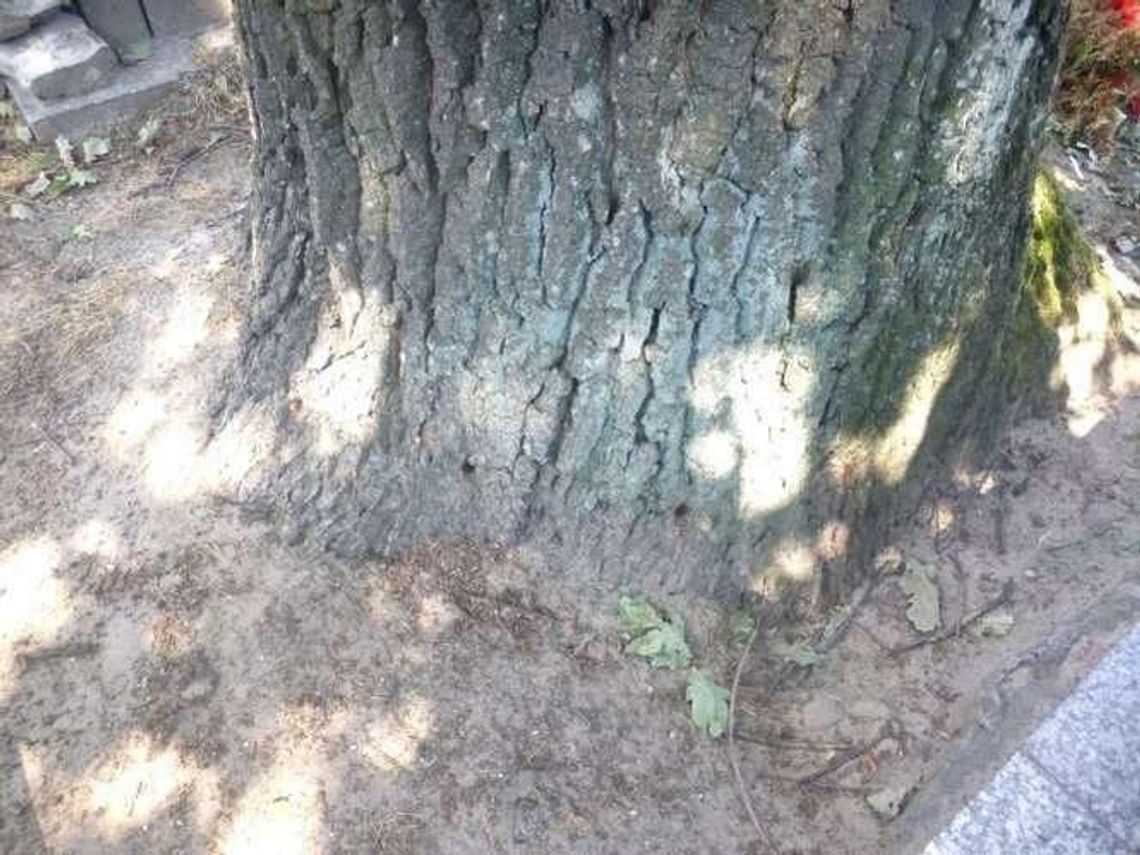 Ktoś wywiercił dziury w dębach na cmentarzu i wlewał do nich chemikalia