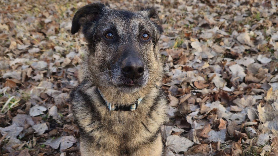 Ktoś z parafii zabił mi psa - twierdzi pan Arkadiusz 