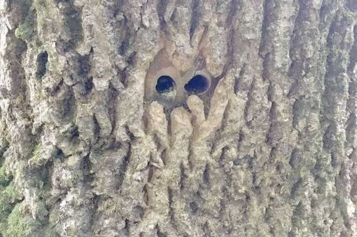 Ktoś zniszczył 15 starych drzew. Nawiercił otwory i wpuścił truciznę