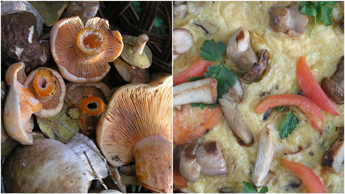 Kuchnia z grzybami: Borowiki z rusztu, kołduny grzybowe czy kurki z boczkiem [przepisy]