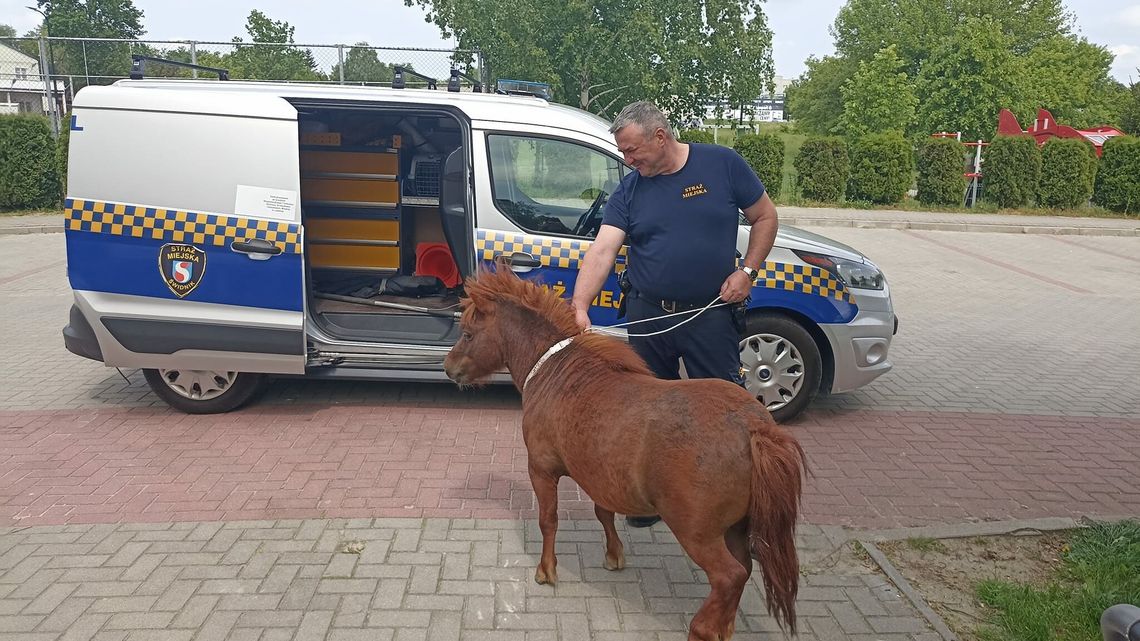 Kucyk na gigancie. Właściciel poszukiwany Kucyk na gigancie. Właściciel poszukiwany