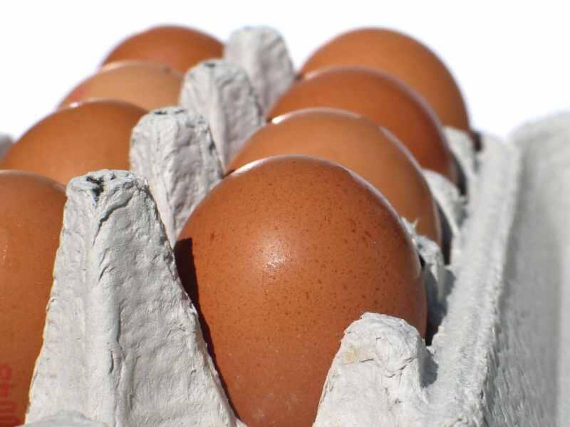 KUL ogłosił przetarg na dostawę 55 tys. jaj. \"Żółtko w kolorze mlecza\" KUL ogłosił przetarg na dostawę 55 tys. jaj. \"Żółtko w kolorze mlecza\"