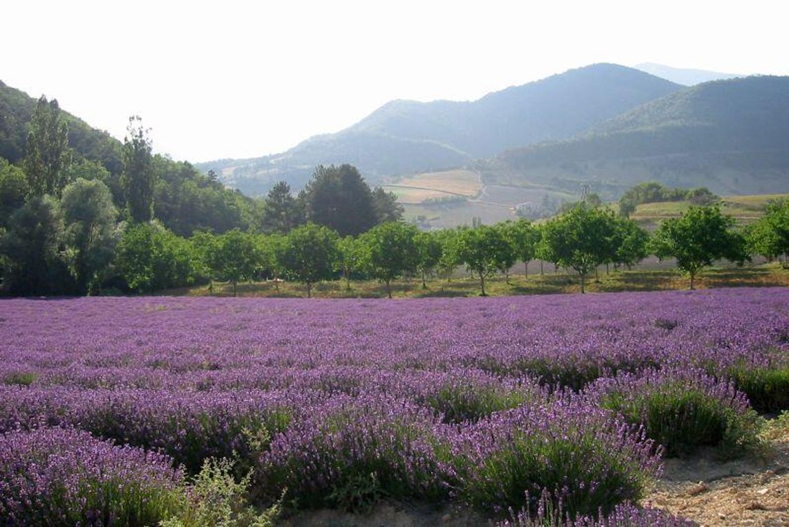 Kulinarna Mapa Lubelszczyzny: Prowansalski smak Kulinarna Mapa Lubelszczyzny: Prowansalski smak