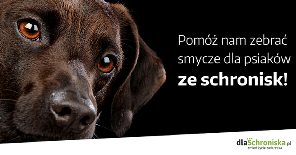 Kup smycz dla psa ze schroniska