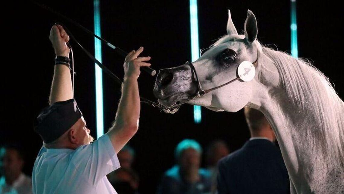 Kupiec wylicytował najdroższego konia aukcji, ale nie wpłacił. Zigi Zana zostaje w Polsce 