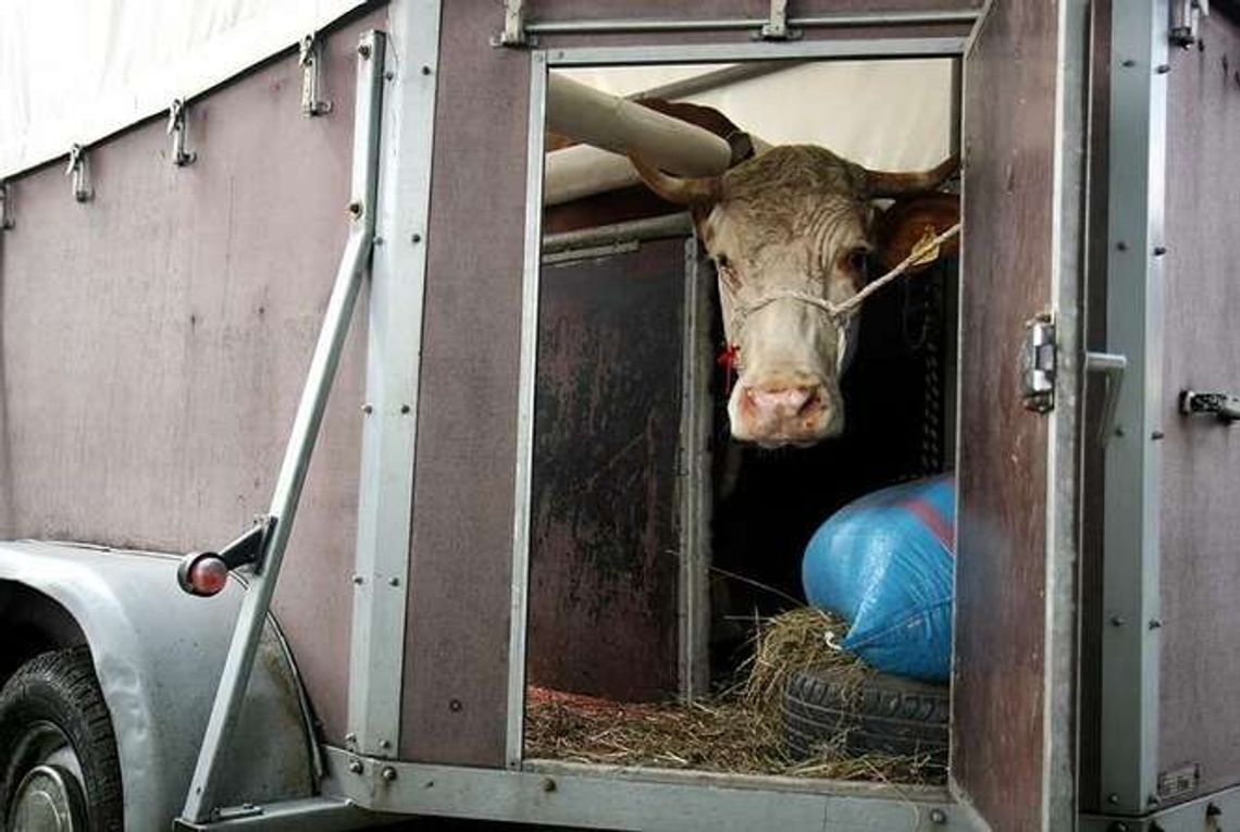 Kupił krowę. Zaatakowali go, bo nie był "swój"