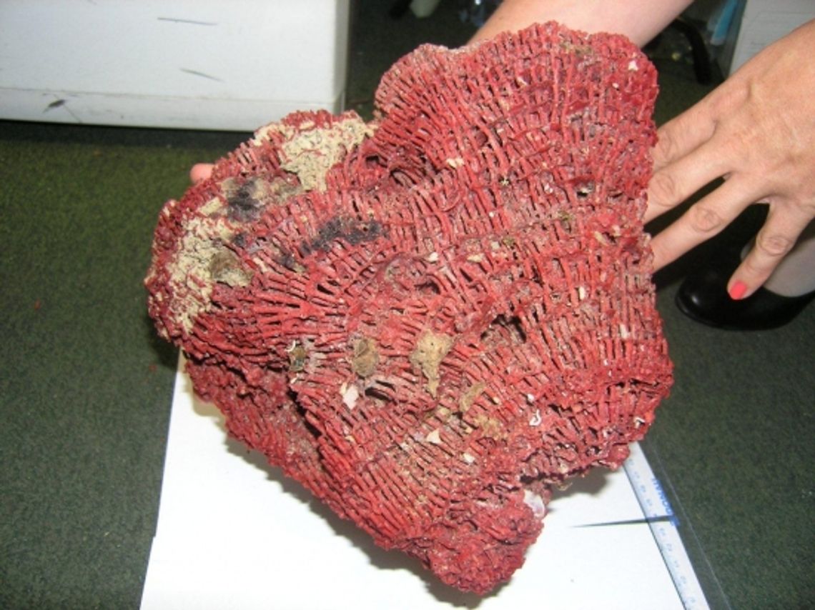 Kupił na Ukrainie zakazane pamiątki, teraz ma problemy