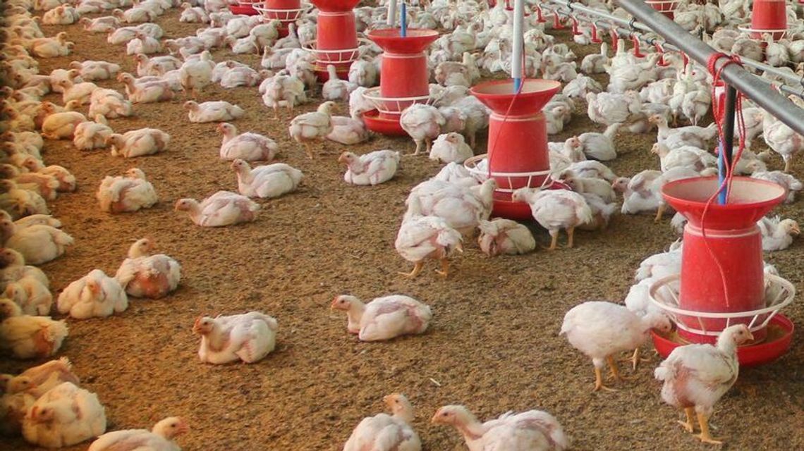 Kurniki zaleją powiat bialski? Kolejna lokalizacja pod Białą Podlaską 