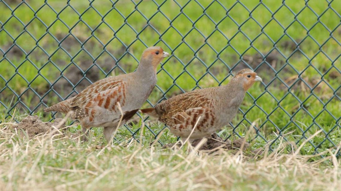 Kuropatwy znów pojawią się na polach. Rozpoczyna się okres wsiedleń