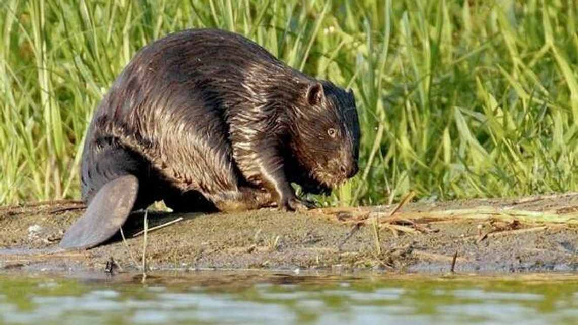 Kurów: Bobry dają się we znaki rolnikom. Gmina planuje odstrzał i płoszenie