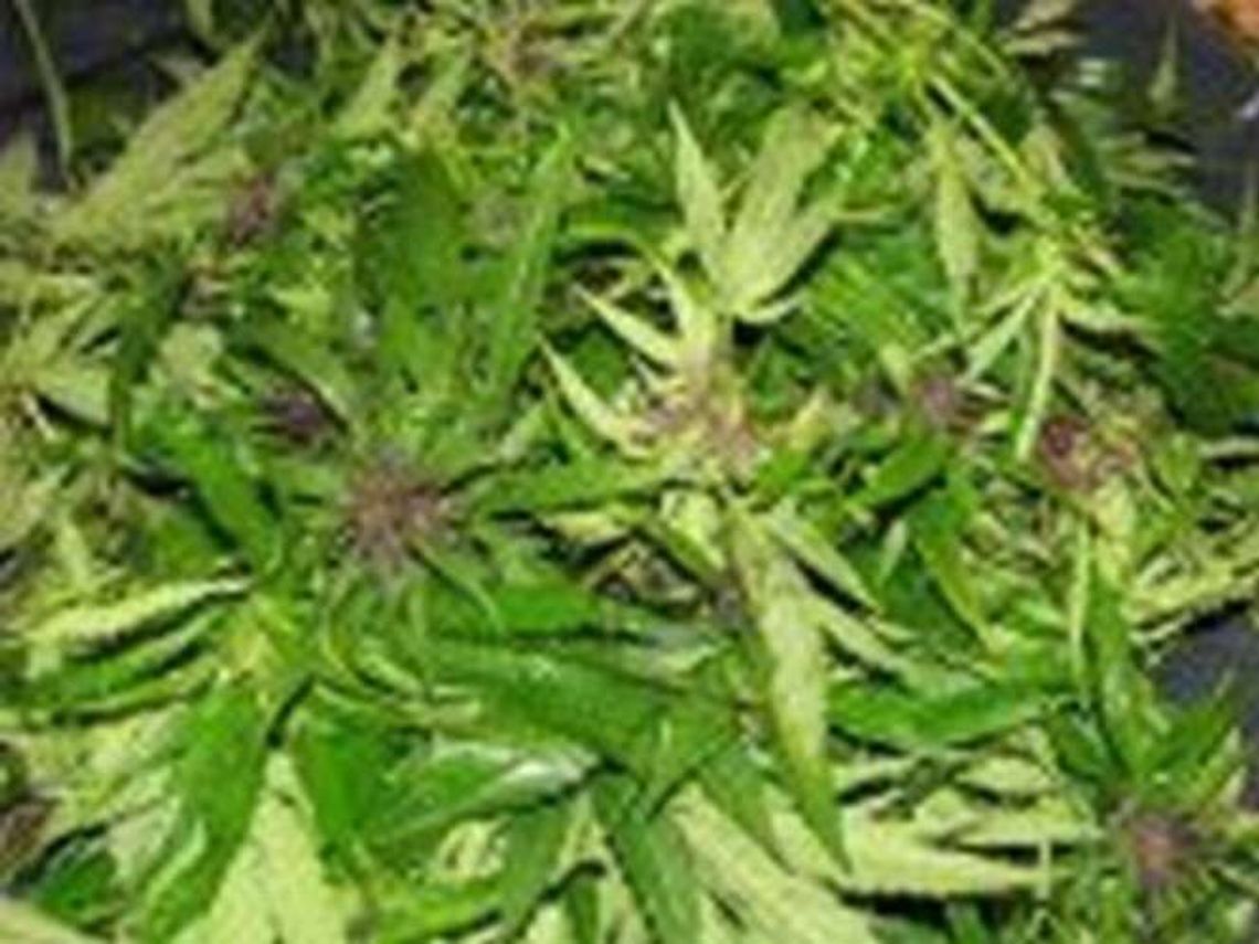 Kurów. Bracia uprawiali konopie w doniczkach