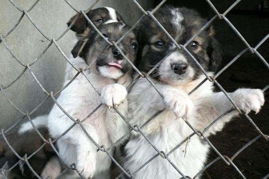 Kurów: Porzucone szczeniaki czekają na nowy dom