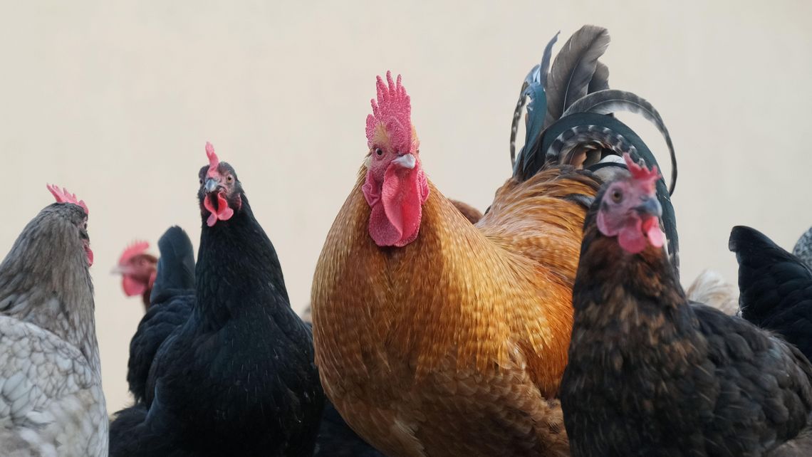 Kury i indyki muszą być zaszczepione. Obowiązkowo! 