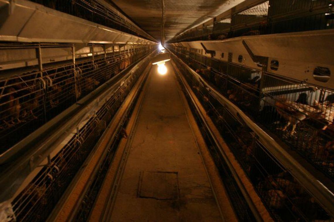 Kury jeszcze poczekają