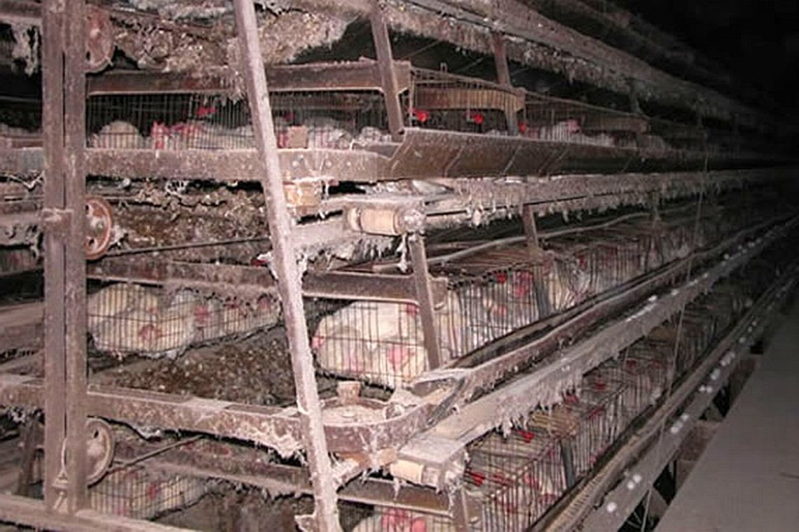 Kury jeszcze poczekają na większe klatki