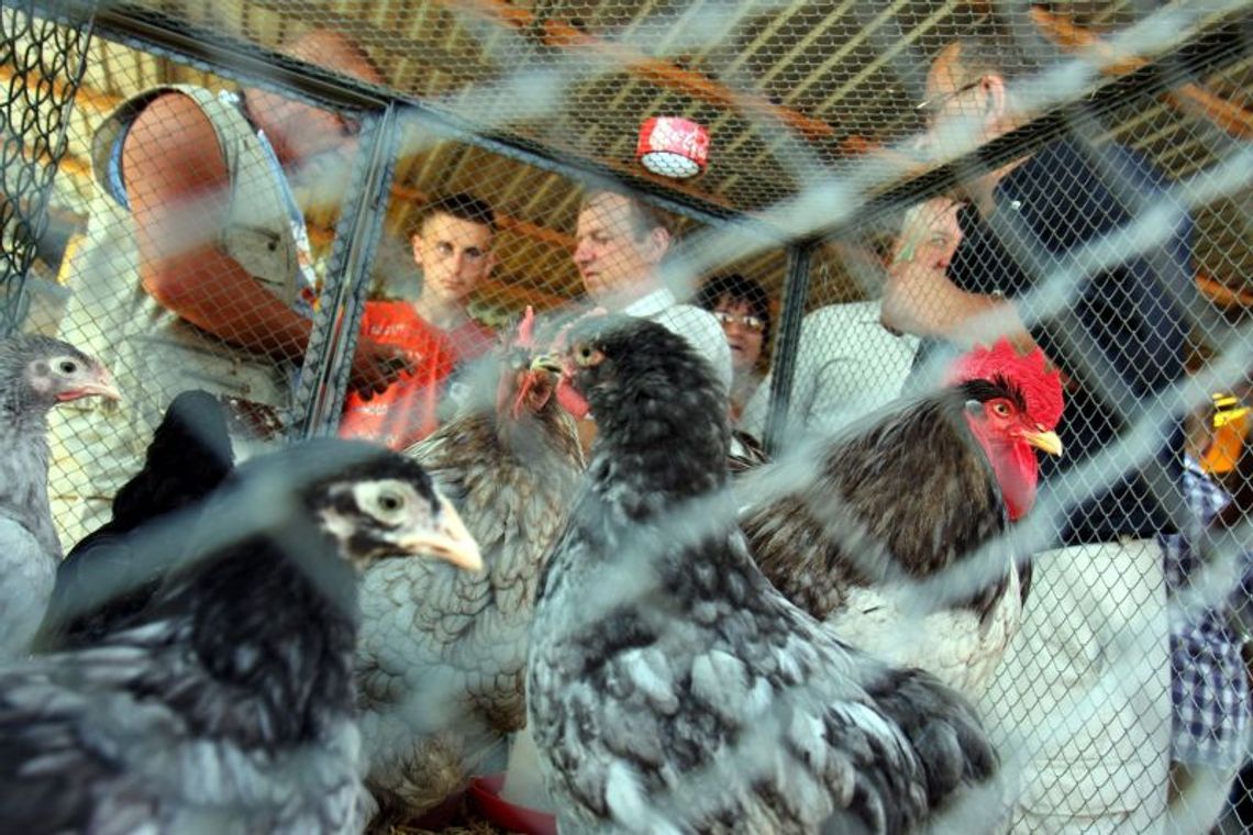 Kury zielononóżki coraz popularniejsze