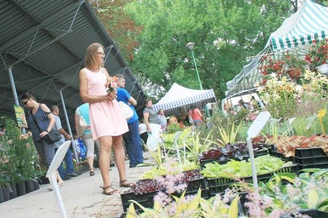 Kwiaty, byliny i krzewy na kiermaszu w Końskowoli