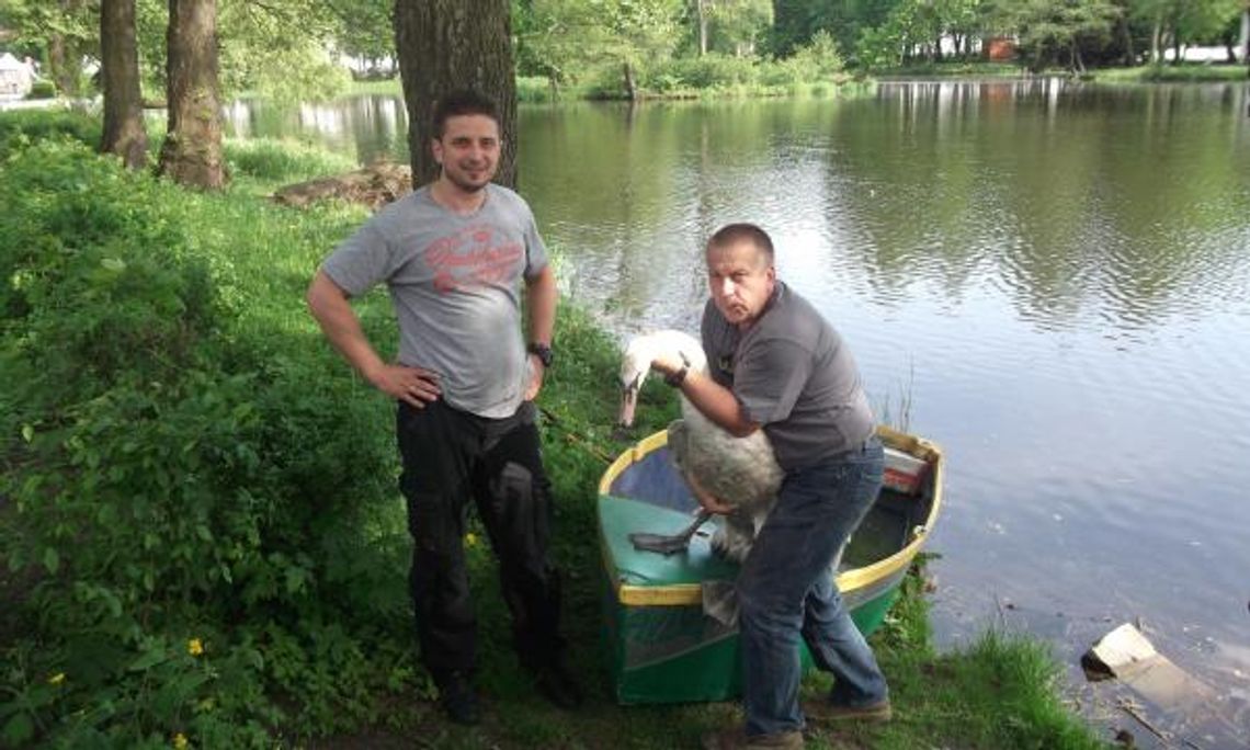 Łabędź połknął wędkarski haczyk. Uratował go szef schroniska dla psów