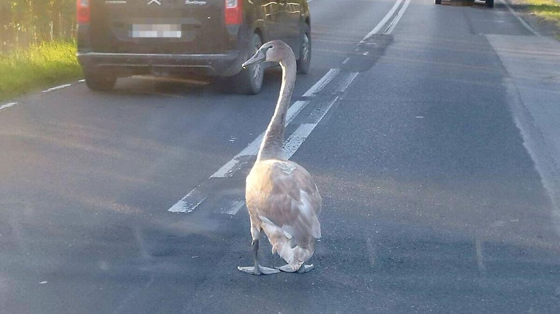 Łabędź przechadzał się drogą. Interweniowała policja