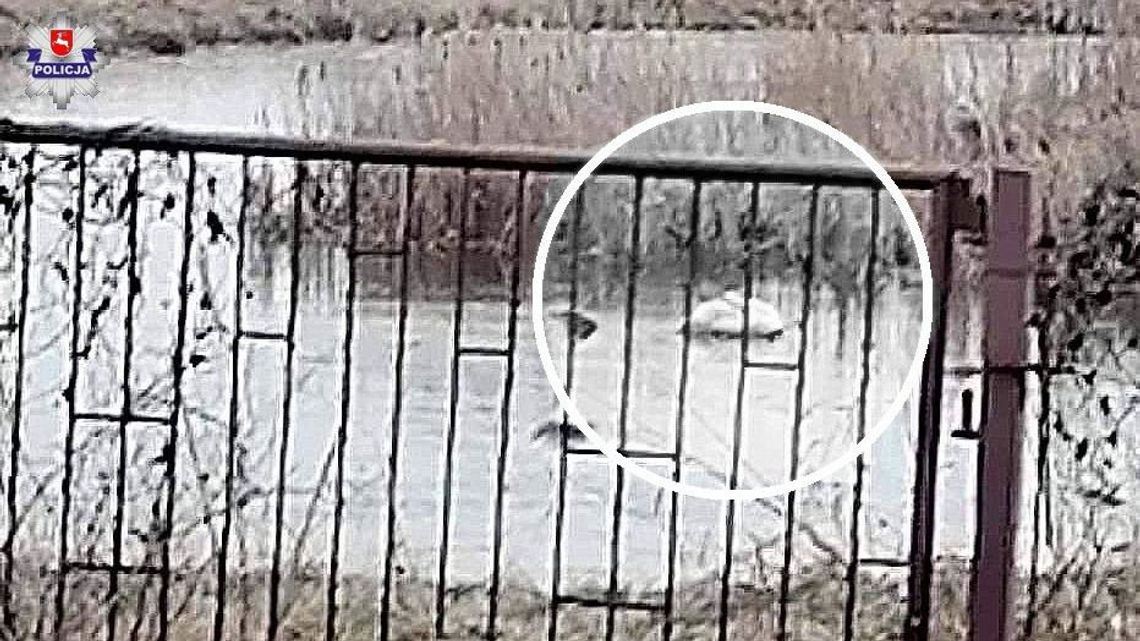 Łabędź uwięziony w tafli lodu Łabędź uwięziony w tafli lodu