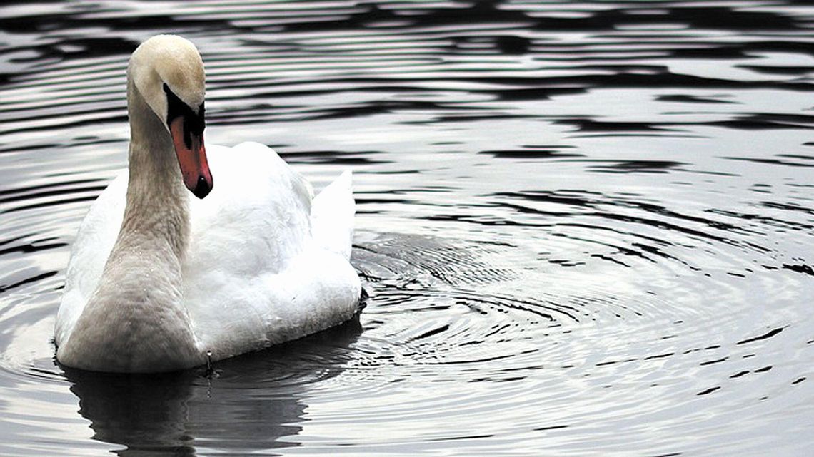 Łabędź wtargnął na jezdnię. "Ptaki nie zachowują się normalnie"