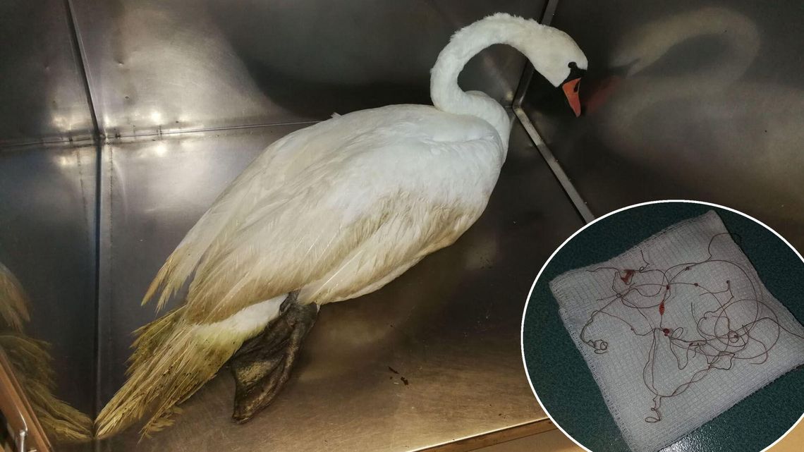 Łabędź zaplątał się w żyłkę wędkarską nad Zalewem Zemborzyckim Łabędź zaplątał się w żyłkę wędkarską nad Zalewem Zemborzyckim