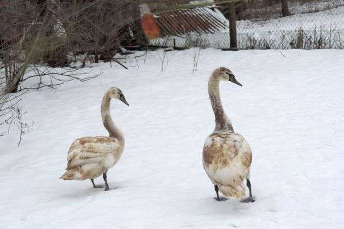 Łabędzie przymarzły na jeziorze. Dwa uratowane ptaki nie przeżyły nocy Łabędzie przymarzły na jeziorze. Dwa uratowane ptaki nie przeżyły nocy