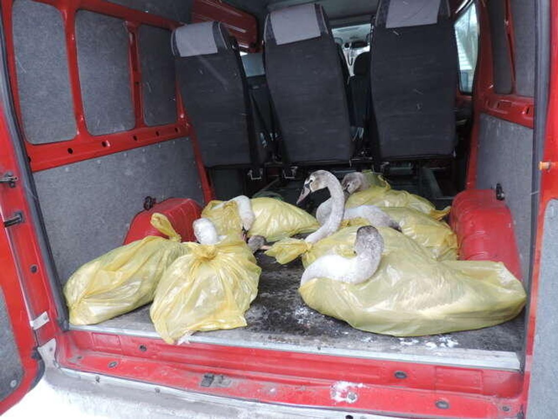 Łabędzie przymarzły na jeziorze. Na ratunek ruszyli strażacy [zdjęcia]