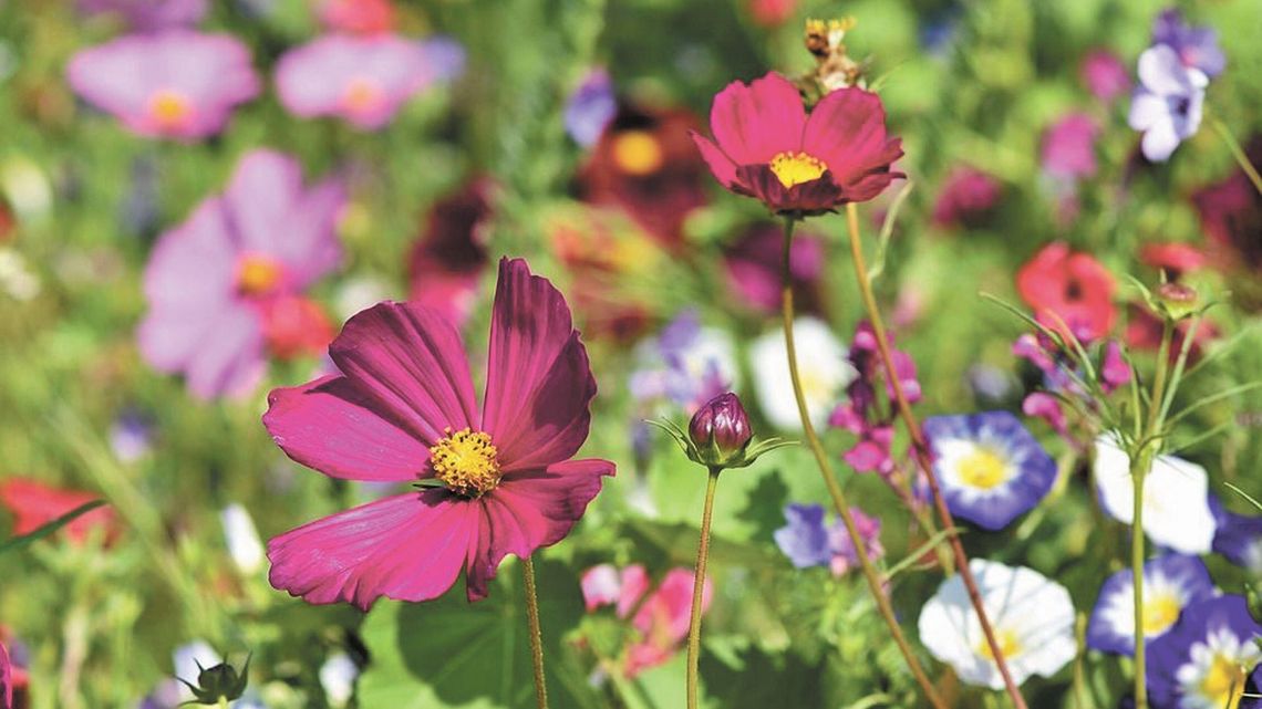 Łąka kwietna powstanie w Łęcznej. Za pieniądze z zielonego budżetu
