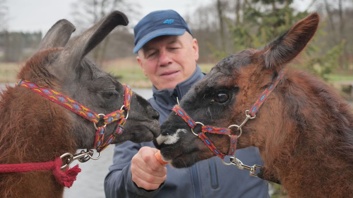 Lama uciekinierka słynna w całej Polsce ma nowy dom. Mieszka w woj. lubelskim Lama uciekinierka słynna w całej Polsce ma nowy dom. Mieszka w woj. lubelskim
