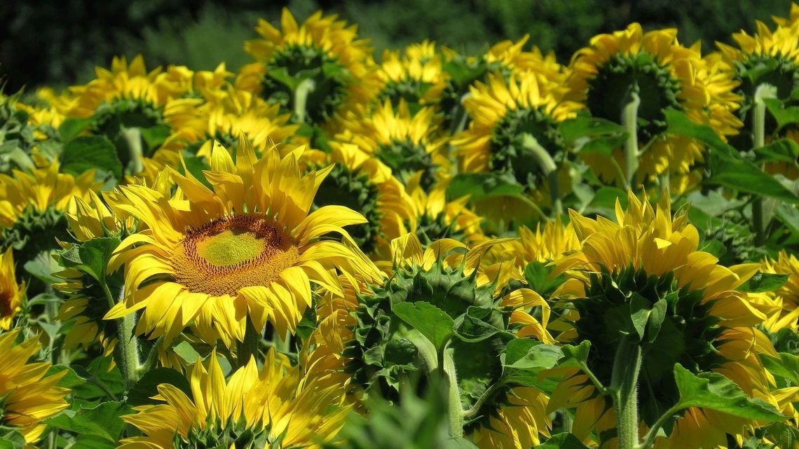Łany słoneczników wyrosną między jezdniami jednej z ulic w Lublinie. Będą też łąki kwietne Łany słoneczników wyrosną między jezdniami jednej z ulic w Lublinie. Będą też łąki kwietne